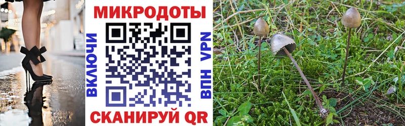 Галлюциногенные грибы Psilocybe  Купить закладки  Соль-Илецк 